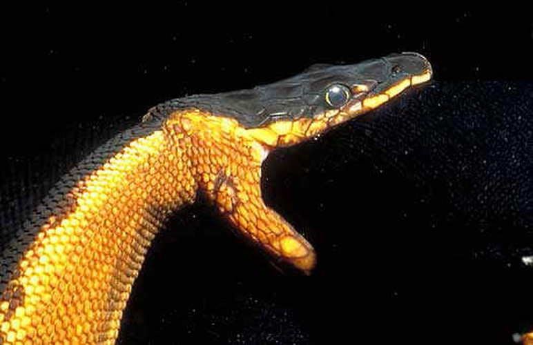 Rắn biển có lợi thế là chúng không cần phải uống nước thường xuyên, chúng có thể tồn tại sáu hoặc bảy tháng mà không cần uống.