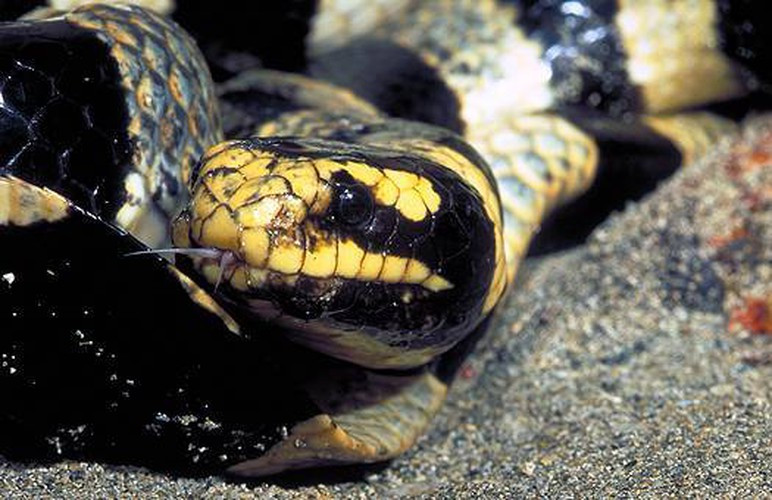 Tùy vào thời gian mưa, lượng mưa, gió và các điều kiện khác, bề mặt nước ngọt trên đại dương có thể dày và kéo dài tới vài ngày. Một số loài rắn có thể phát hiện áp suất khí quyển hay khi một cơn bão đang đến gần hoặc sắp mưa.