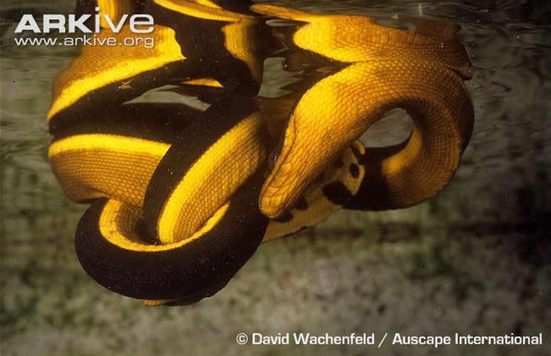 Khi có một trận mưa bão to, có rất nhiều nước ngọt rơi trên bề mặt đại dương. Nước ngọt nhẹ hơn nước biển nên nó có xu hướng nổi, và đó chính là lúc để rắn biển khát nước lao lên uống.