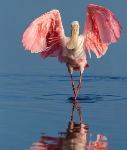 Với cơ thể dài tới 3m và sự phân bố màu sắc khá nhức mắt, cò mỏ thìa lông hồng thu hút mọi sự chú ý khi xuất hiện. Chiếc mỏ có hình dáng kỳ lạ này giúp chúng chọc sâu vào bùn để tìm các loài giáp xác, côn trùng và cá nhỏ.