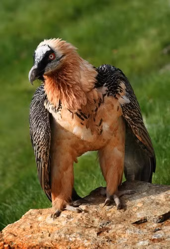 Trong khi họ hàng ăn thịt xác thối thì kền kền râu lại ăn xương. Chúng có thể mang theo một khúc xương nặng hơn nửa trọng lượng cơ thể và nhẩn nha dùng mỏ “khai thác” tủy – món ăn chính trong khẩu phần ăn của loài chim quái đản này.