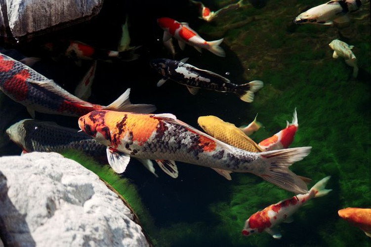 Màu sắc đẹp mắt cùng với việc nuôi dưỡng vô cùng khó khăn là những yếu tố khiến cá Koi có giá bán đắt đỏ, thậm chí có con đặc biệt lên tới cả chục tỷ đồng. Những con cá Koi có sự cân bằng tốt về màu sắc, hoa văn thì giá càng cao.