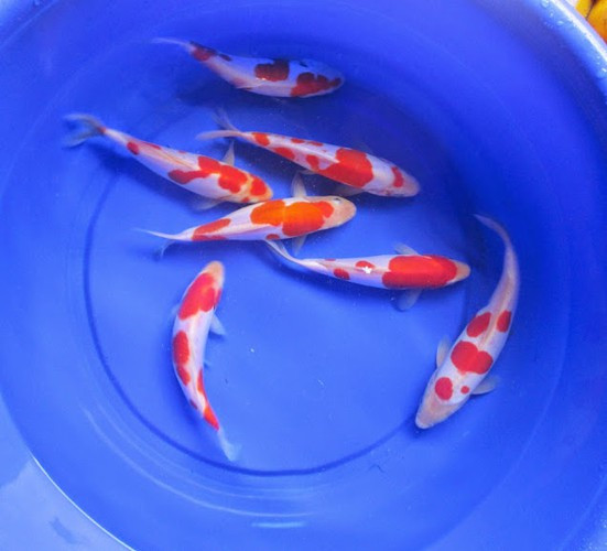 Thông thường, người mua cá Koi sẽ hú ý đến những đặc điểm như làn da khỏe mạnh, kích thước và hình dáng cơ thể, cách di chuyển và quan trọng nhất là màu sắc.