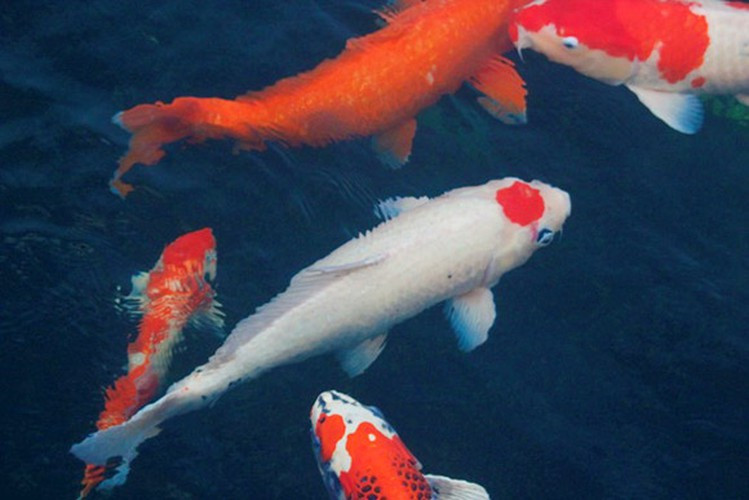 Ở xứ sở hoa anh đào, cá chép Koi còn là biểu tượng của đức tính kiên nhẫn, thân thiện của người dân xứ này. Các hình xăm trên cá cũng được người Nhật coi là điềm may mắn.