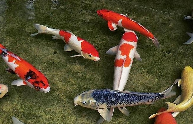 Được biết, từ 3 triệu con mới đẻ, người ta sẽ chỉ chọn được khoảng 15.000 con nuôi trong năm đầu tiên và khoảng 1.000 con để nuôi trong năm tiếp theo.