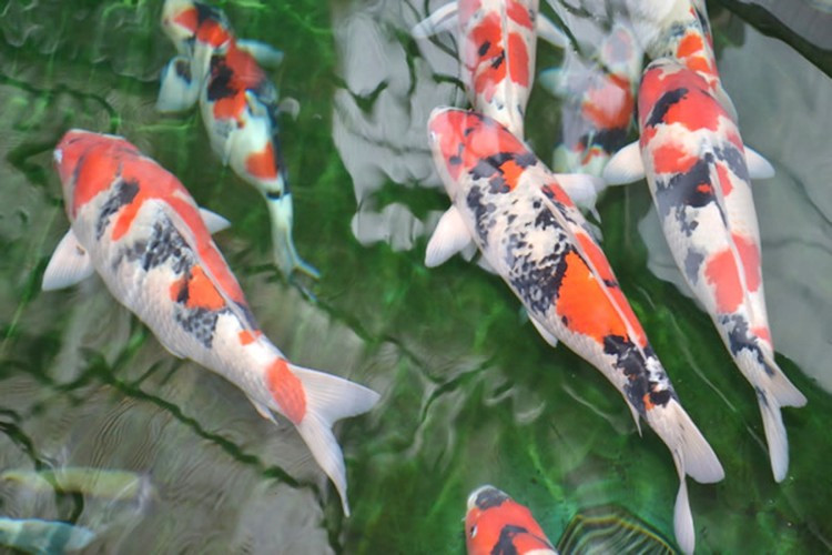 Cá Koi có màu sắc đẹp mắt. Ban đầu, loài cá này chỉ được nuôi để lấy thịt, dần dần nó được nuôi phổ biến rộng rãi và trở thành quốc ngư của Nhật Bản.