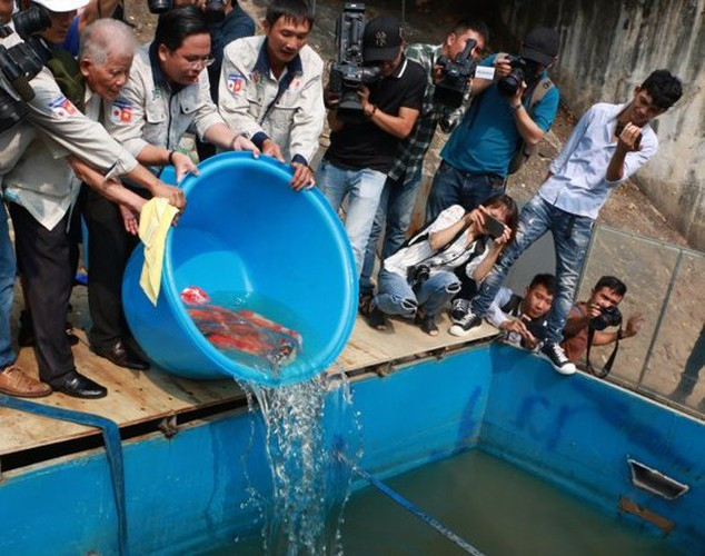 Sáng 16/9, Công ty Cổ phần Cải thiện môi trường Nhật Việt (JVE) đem cá chép Koi thả xuống sông Tô Lịch và Hồ Tây. Đây được cho là việc làm để chứng minh rằng chất lượng nước sau xử lý là sạch, đảm bảo an toàn và môi trường sống cho cá, sinh vật.