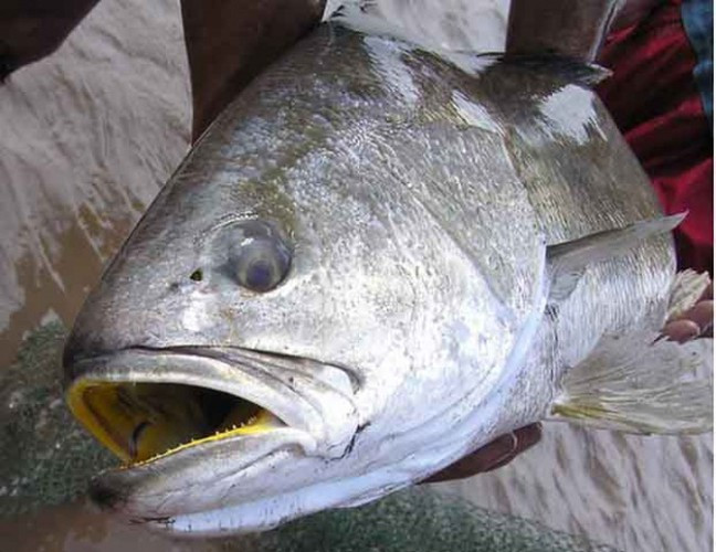 Cá sủ vàng (còn gọi là cá sủ vây vàng, cá đường) có tên khoa học là Otolithoides biauritus. Đây là loại cá lớn nhất trong họ cá đù, thuộc bộ cá vược, phân bố ở Ấn Độ, Indonesia, Sri Lanka, Việt Nam, Trung Quốc. Ảnh: Vitalk