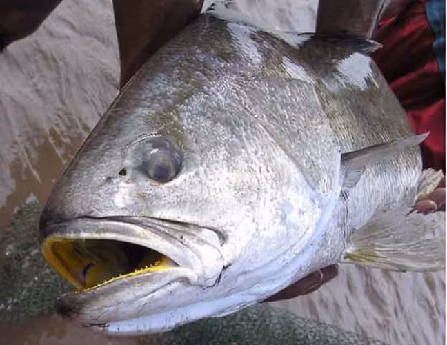 Cá sủ vàng (còn gọi là cá sủ vây vàng, cá đường) có tên khoa học là Otolithoides biauritus. Đây là loại cá lớn nhất trong họ cá đù, thuộc bộ cá vược, phân bố ở Ấn Độ, Indonesia, Sri Lanka, Việt Nam, Trung Quốc. Ảnh: Vitalk