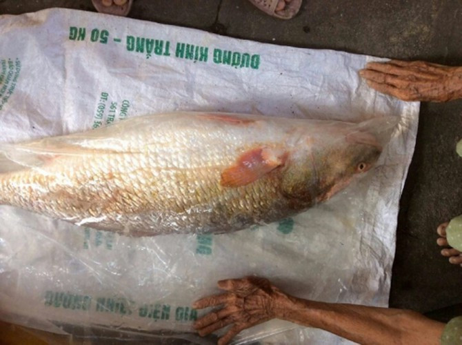 Hiện tại, cá sủ vàng trong tự nhiên đang trên bờ vực tuyệt chủng khi số lượng của chúng còn rất ít. Tuy nhiên, chúng vẫn chưa được đưa vào sách đỏ nên vẫn được săn bắt. Vì vậy, loài cá này ngày càng trở nên cực kỳ quý hiếm, nhất là những con lớn hơn 100kg gần như tuyệt chủng. Ảnh: Cá bắt được trên vùng biển Sông Cầu (Phú Yên) nghi cá sủ vàng.