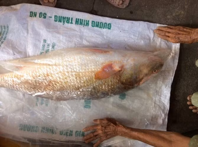 Hiện tại, cá sủ vàng trong tự nhiên đang trên bờ vực tuyệt chủng khi số lượng của chúng còn rất ít. Tuy nhiên, chúng vẫn chưa được đưa vào sách đỏ nên vẫn được săn bắt. Vì vậy, loài cá này ngày càng trở nên cực kỳ quý hiếm, nhất là những con lớn hơn 100kg gần như tuyệt chủng. Ảnh: Cá bắt được trên vùng biển Sông Cầu (Phú Yên) nghi cá sủ vàng.