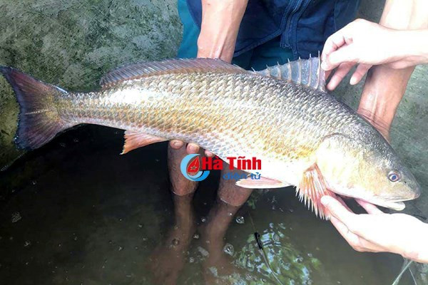 Giá trị dinh dưỡng của cá sủ vàng cũng rất cao khi thịt cá mềm, thơm ngon khi chế biến. Nhưng giá trị cao nhất của loài cá này chính là bong bóng cá có thể dùng để sản xuất một loại chỉ tiêu sinh học, có tác dụng rất quan trọng trong ngành vi phẫu thuật, phẫu thuật. Ảnh: Cá câu được nghi sủ vàng ở Hà Tĩnh.