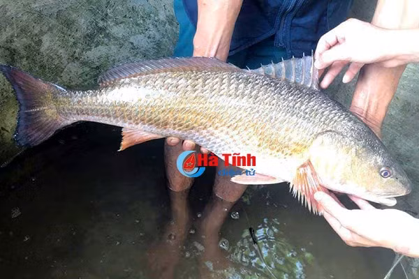 Giá trị dinh dưỡng của cá sủ vàng cũng rất cao khi thịt cá mềm, thơm ngon khi chế biến. Nhưng giá trị cao nhất của loài cá này chính là bong bóng cá có thể dùng để sản xuất một loại chỉ tiêu sinh học, có tác dụng rất quan trọng trong ngành vi phẫu thuật, phẫu thuật. Ảnh: Cá câu được nghi sủ vàng ở Hà Tĩnh.