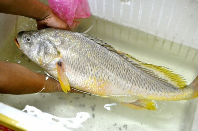 Để có thế sấy khô thành phẩm 1 kg bóng cá đường cần phải có 10 kg bóng cá tươi.