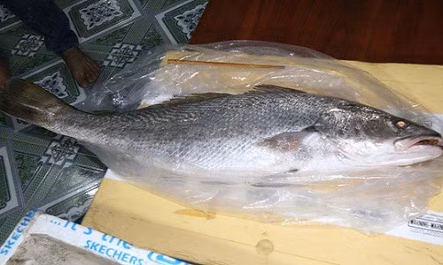  Bóng cá sủ vàng được đồn đoán có công dụng chữa bệnh dạ dày nên giá bán hàng chục triệu đồng. Ảnh: Con cá lớn nghi cá sủ vàng bắt được ở Quảng Nam