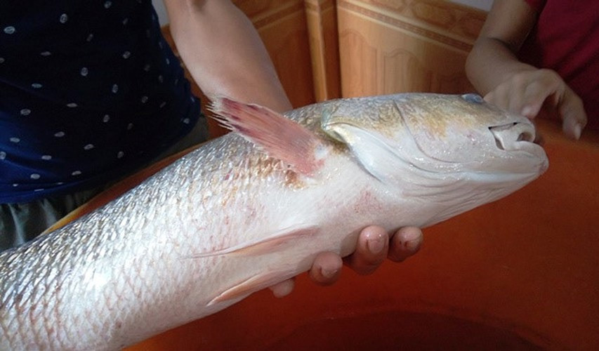 Bóng cá phơi khô có giá trị dinh dưỡng ngang với nhân sâm. Ảnh: Giadinhnet