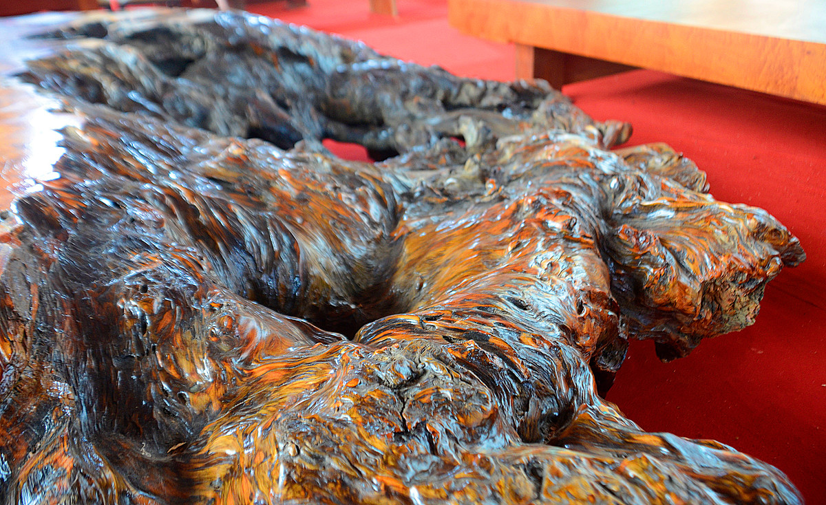 Các mấu, rễ tự nhiên vừa có tác dụng giữ cho phần mặt bàn được tách biệt...