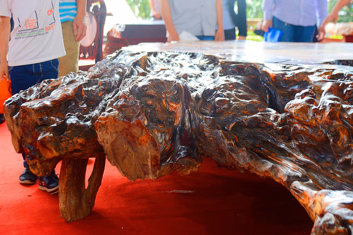 Trong đó, phần rễ chính được giữ vững và tận dụng để làm chân bàn chắc chắn cho sản phẩm.