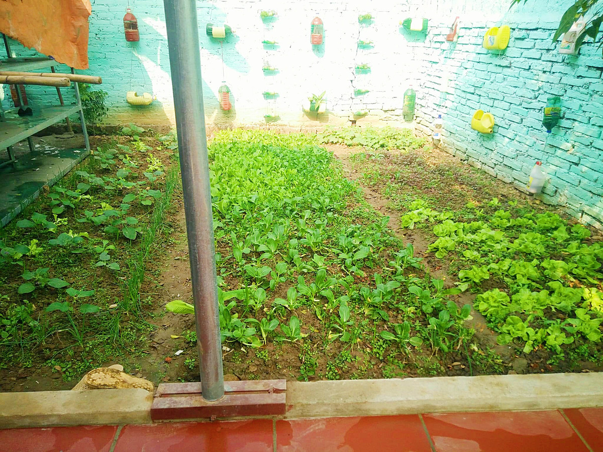 Chị Lan chia sẻ: "Mình có con nhỏ, cũng không yên tâm khi mua rau ngoài chợ nên rất muốn có vườn rau sạch phục vụ cho bữa ăn của bé và gia đình mỗi ngày”.