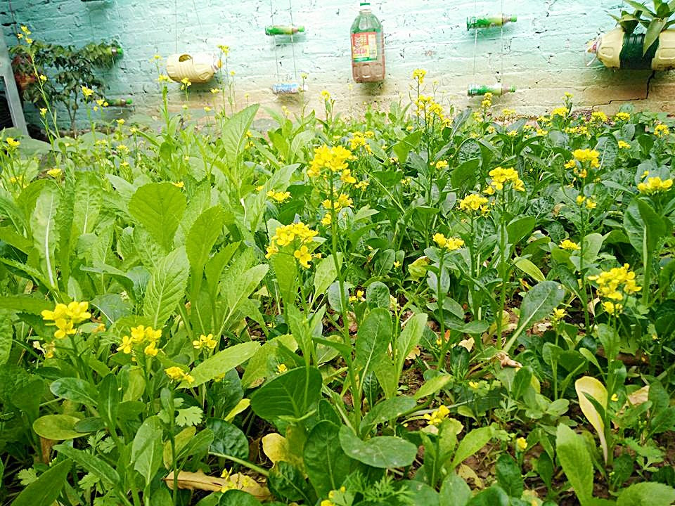 Nhờ có vườn rau xanh mà đến nay gia đình chị không phải lo về nguồn rau sạch cho những bữa ăn hằng ngày.