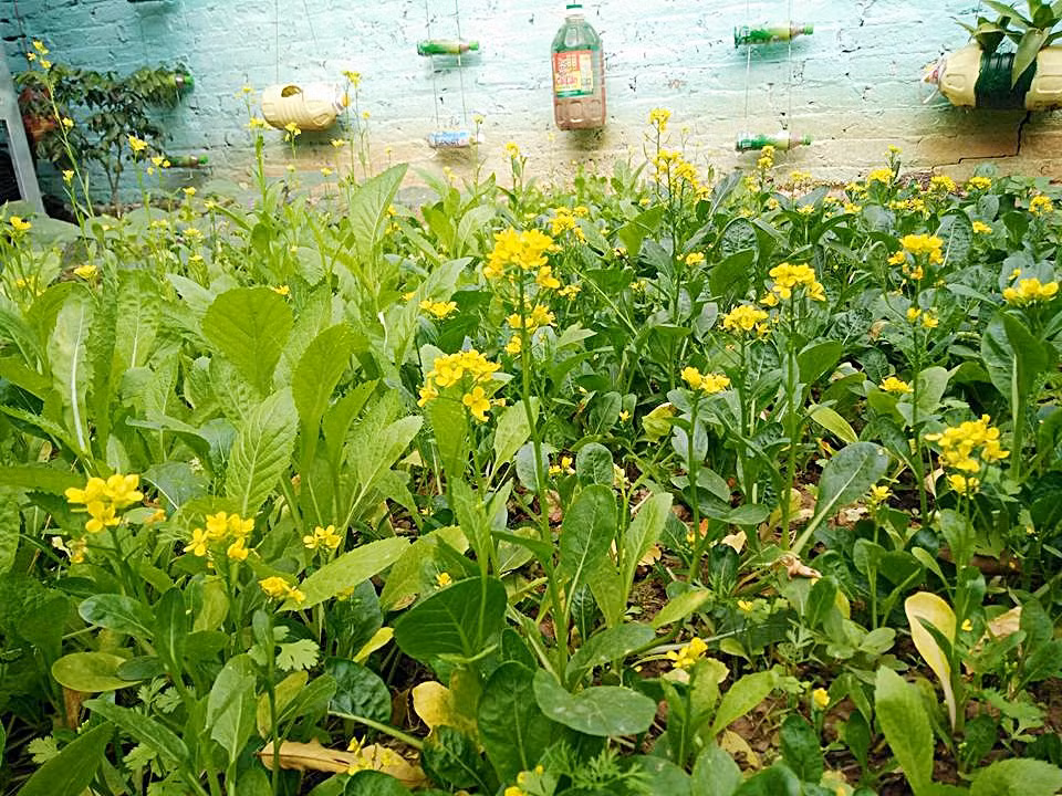 Nhờ có vườn rau xanh mà đến nay gia đình chị không phải lo về nguồn rau sạch cho những bữa ăn hằng ngày.