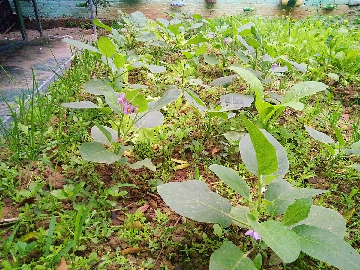 Vườn rau của chị Lan trồng khá nhiều loại và được bố trí rất hợp lý. Rau được trồng theo mùa như rau như cải xanh, xà lách, mồng tơi, rau đay, tần ô, rau muống, rau dền...