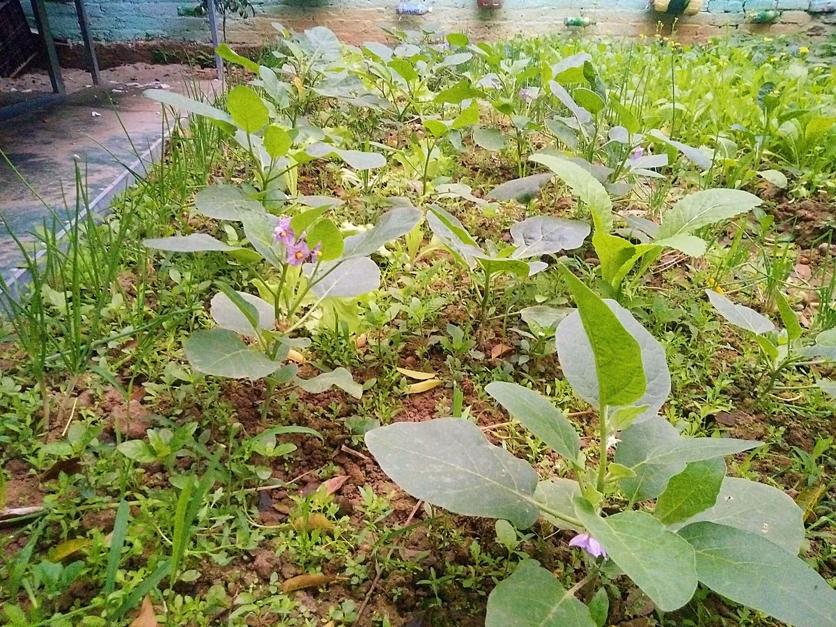 Vườn rau của chị Lan trồng khá nhiều loại và được bố trí rất hợp lý. Rau được trồng theo mùa như rau như cải xanh, xà lách, mồng tơi, rau đay, tần ô, rau muống, rau dền...