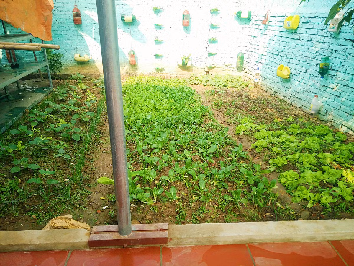 Chị Lan chia sẻ: "Mình có con nhỏ, cũng không yên tâm khi mua rau ngoài chợ nên rất muốn có vườn rau sạch phục vụ cho bữa ăn của bé và gia đình mỗi ngày”.