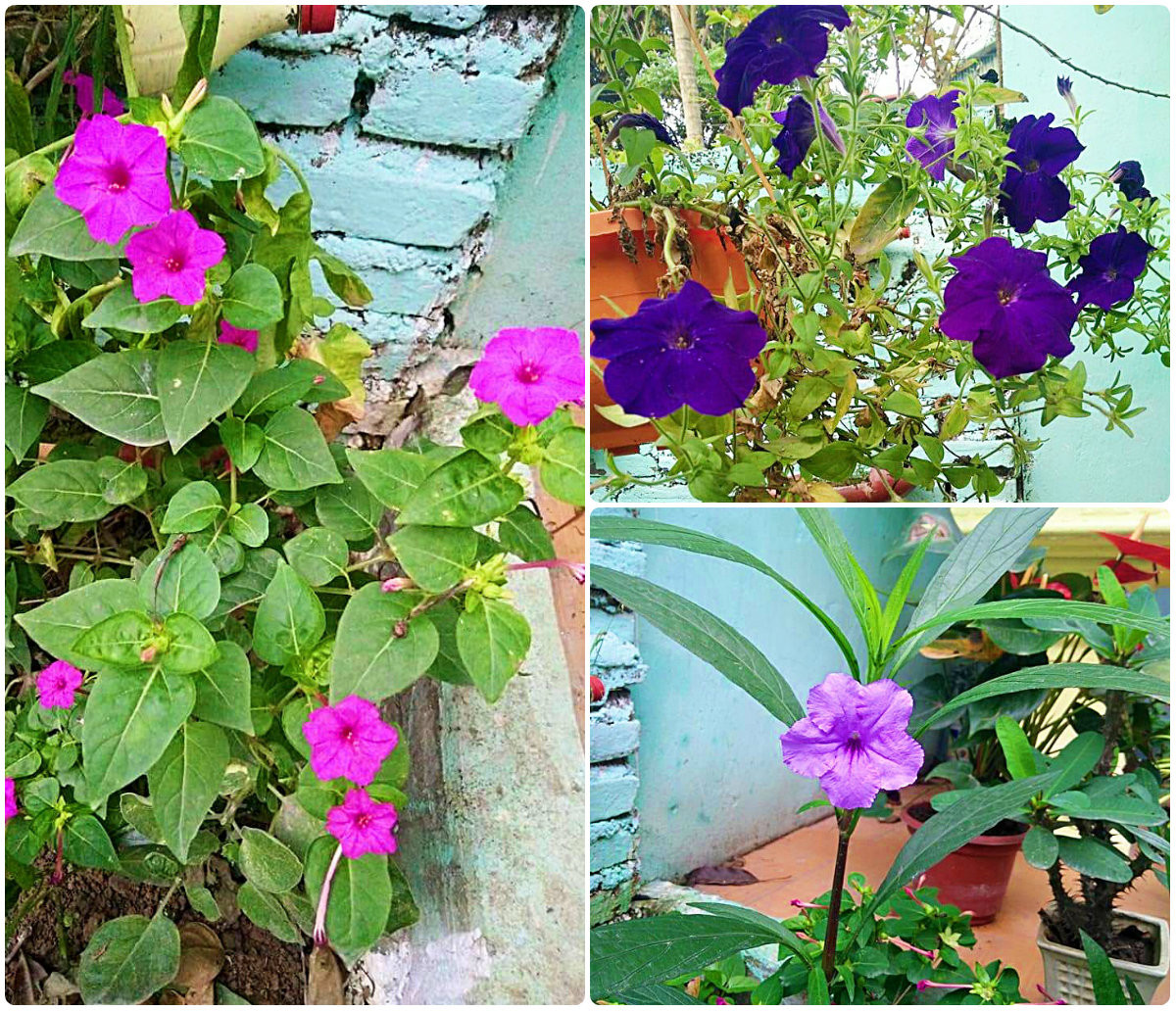 ... của rất nhiều loài hoa.