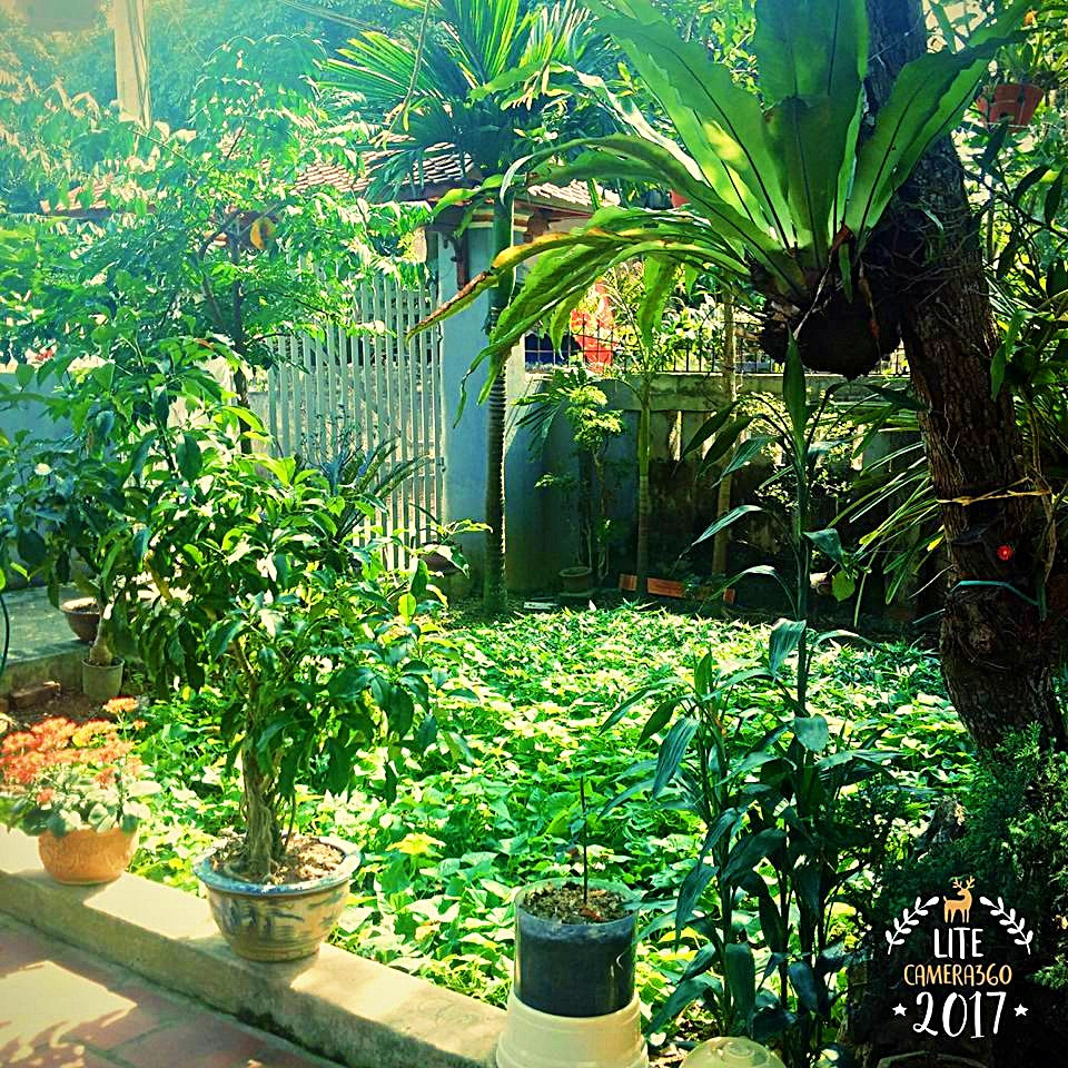 Một góc vườn trồng đầy rau lang của gia đình chị Lan.