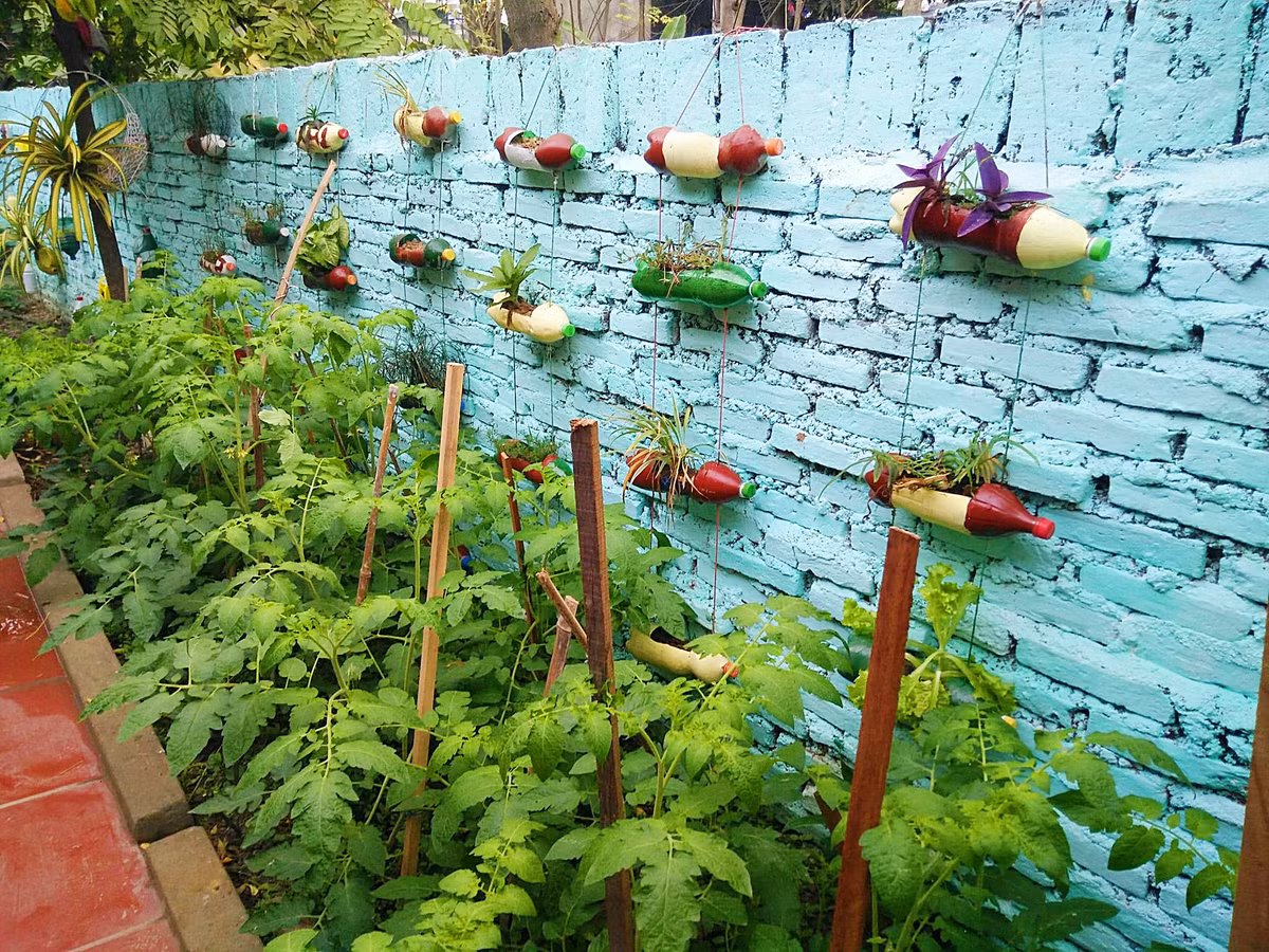 Tuy chỉ mới bắt tay vào việc trồng rau được không lâu nhưng góc vườn của bà mẹ 8X luôn đầy ắp các loại rau xanh tươi mơn mởn.