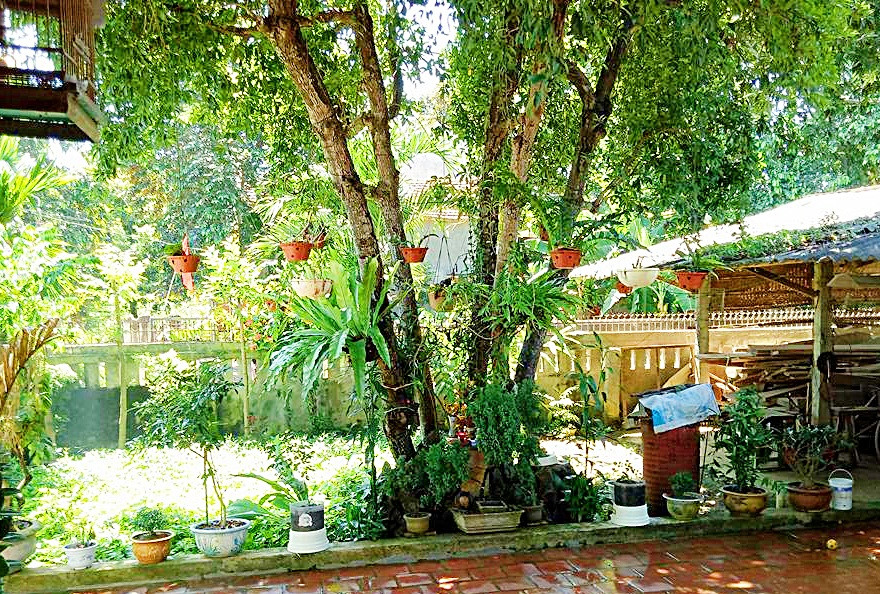 Cạnh đó là các chậu lan được treo trên cây cổ thụ. Tất cả tạo nên một khu vườn bình yên, rực rỡ sắc màu.