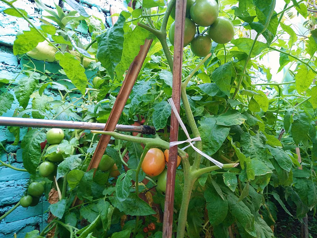 Cây cà chua sai trĩu quả.