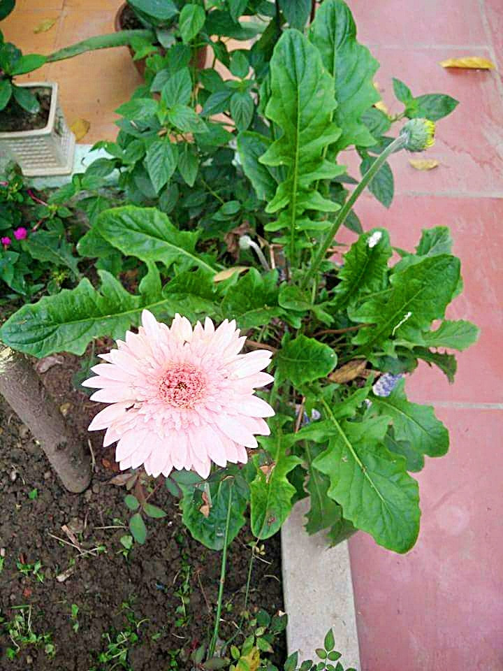 Hoa đồng tiền cũng được chị yêu trồng.