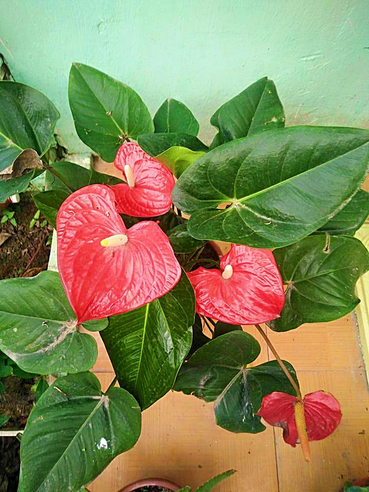 ... hay các loại cây cảnh trang trí nhà.