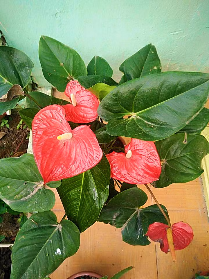 ... hay các loại cây cảnh trang trí nhà.