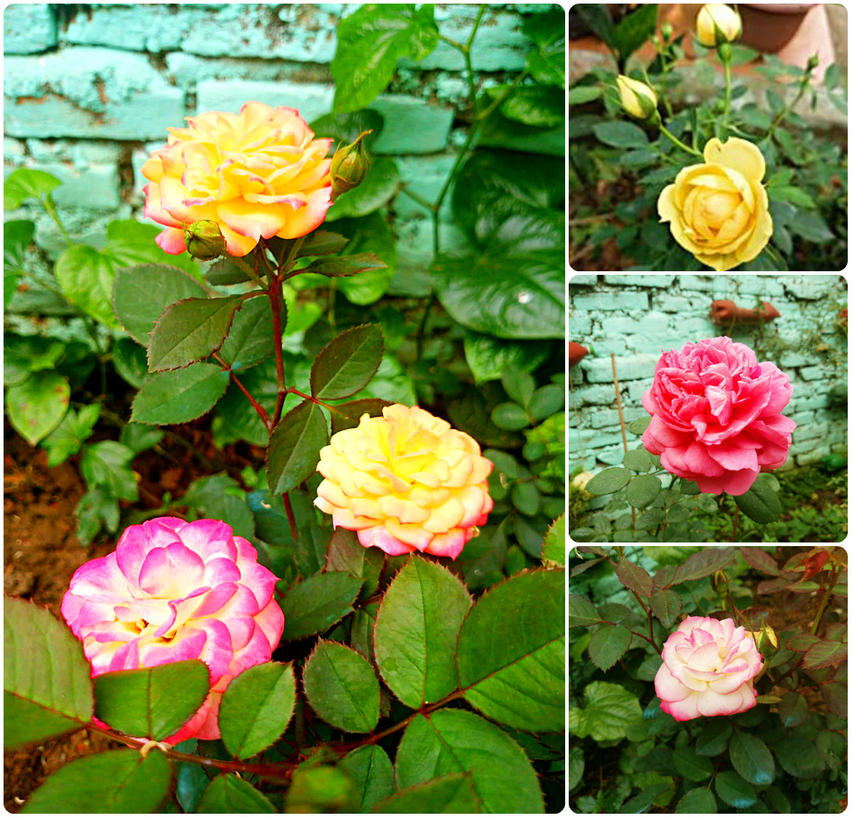 Đến nay, vườn hoa của chị đã đủ sắc màu...