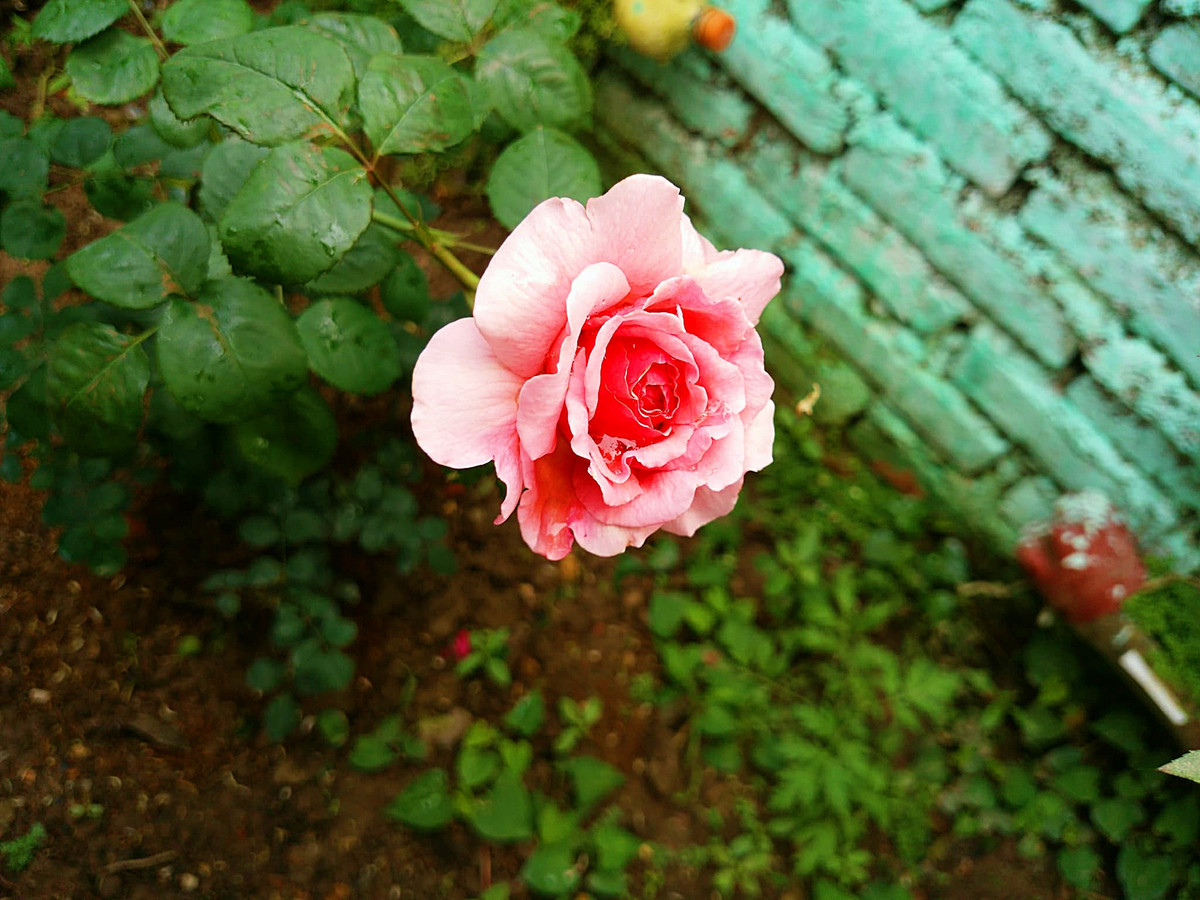 Ngoài rau, chị Lan còn có đam mê với hoa nên trong nhà chị, ngoài hè, bờ tường, bất cứ chỗ nào chị cũng tận dụng để trồng hoa.