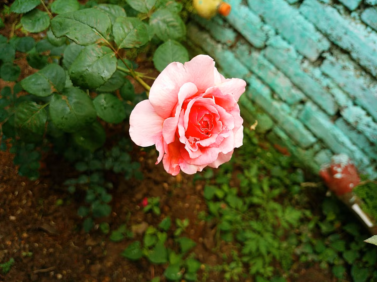 Ngoài rau, chị Lan còn có đam mê với hoa nên trong nhà chị, ngoài hè, bờ tường, bất cứ chỗ nào chị cũng tận dụng để trồng hoa.