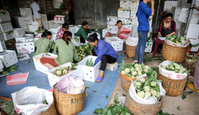 Thương lái thu gom, phân loại hàng và đóng vào từng thùng xốp để dễ bảo quản, vận chuyển. Ảnh: Tổ quốc.