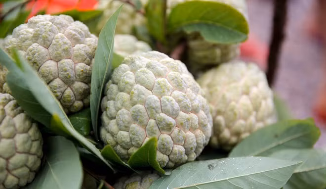 Quả na to đẹp, khoảng 350g được bán với giá từ 50.000-70.000 đồng/kg. Ngược lại, na nhỏ hơn giá từ 10.000 - 24.000 đồng/kg. Ảnh: Tổ quốc.