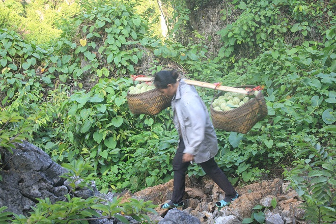 Để kịp có na bán vào buổi sáng, người dân thường phải đi từ rất sớm (khoảng 4h sáng). Đường lên núi đá hái na hiểm trở nên phải mất hơn 2h đồng hồ để có thể lên tới vườn na. Ảnh: Lao động.