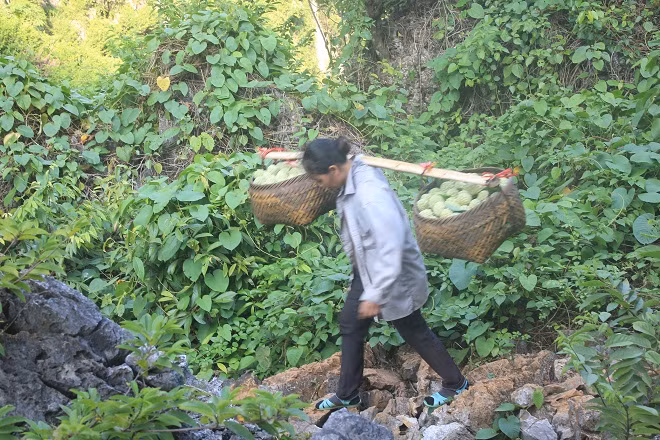 Để kịp có na bán vào buổi sáng, người dân thường phải đi từ rất sớm (khoảng 4h sáng). Đường lên núi đá hái na hiểm trở nên phải mất hơn 2h đồng hồ để có thể lên tới vườn na. Ảnh: Lao động.