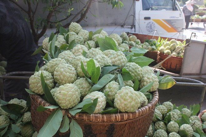 Na Chi Lăng (Lạng Sơn) trở thành thương hiệu nổi tiếng cả nước nhờ ưu điểm vỏ mỏng, ít hạt, thịt dày, vị ngọt đậm, mùi thơm hấp dẫn. Ảnh: Lao động.
