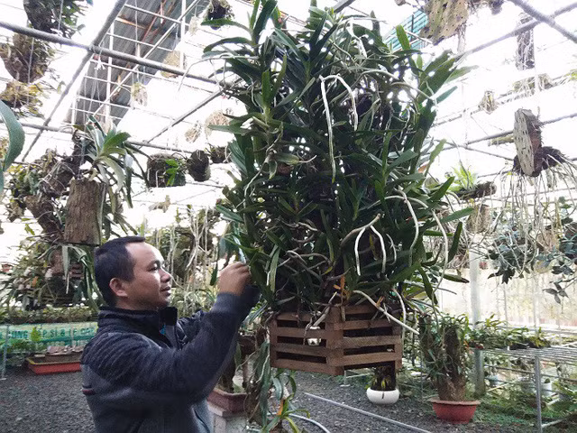 Giới chơi lan ở TP.Pleiku, Gia Lai hầu như ai cũng biết đến vườn lan rừng đẹp như mơ của anh Nguyễn Thế Bắc. Ảnh: Dân Việt.