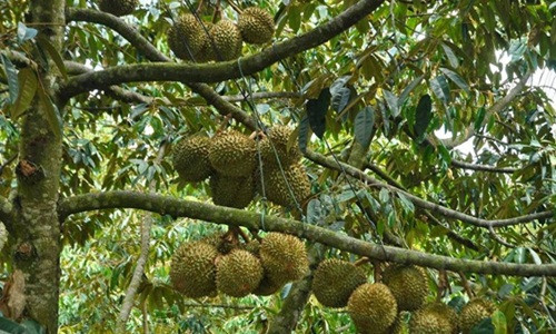 Nhiều người dân ở cù lao Ngũ Hiệp đã trở thành triệu phú, thậm chí tỷ phú từ cây sầu riêng. Ảnh: Foody.