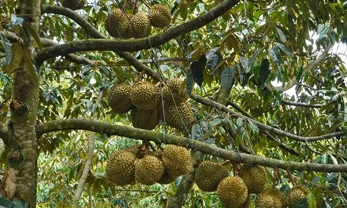 Nhiều người dân ở cù lao Ngũ Hiệp đã trở thành triệu phú, thậm chí tỷ phú từ cây sầu riêng. Ảnh: Foody.