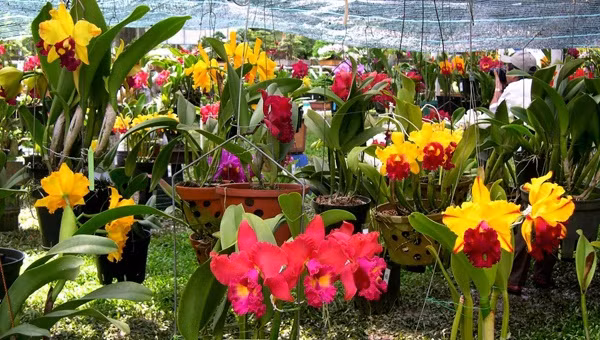 Hoa lan được che chắn cẩn thận để tránh sương gió, giá rét. Ảnh: Em đẹp.