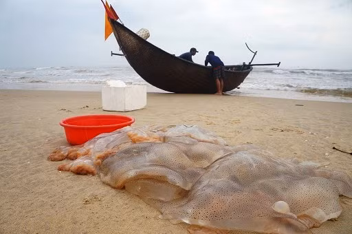 Tháng 1 đến tháng 3 âm lịch hàng năm là thời điểm thu hoạch sứa biển của ngư dân các tỉnh miền Trung như Hà Tĩnh, Quảng Nam...Ảnh: Dân Việt.