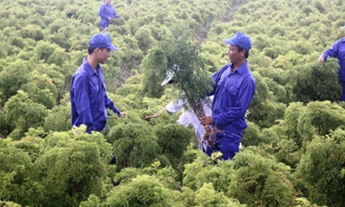 Những năm gần đây, thay bằng trồng lúa, cây cảnh, người dân một số nơi ở Nam Định chuyển sang trồng cây dược liệu đinh lăng. Đinh lăng đã trở thành cây giúp họ làm giàu. Ảnh: Vietnamnet.